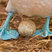 Blue-footed Booby